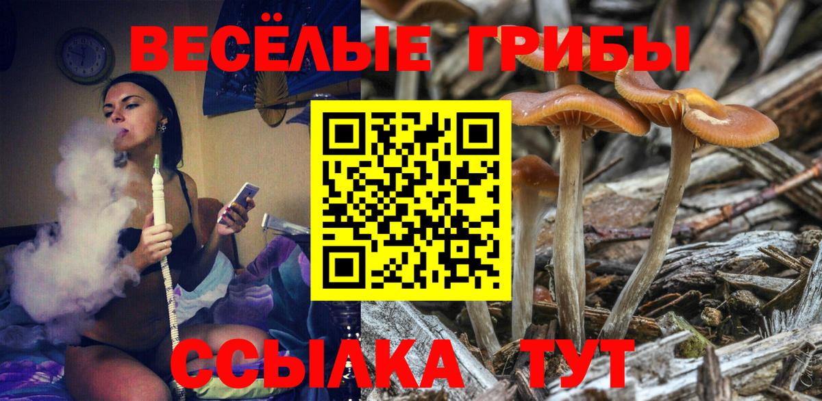 Галлюциногенные грибы Psilocybine cubensis Кашира